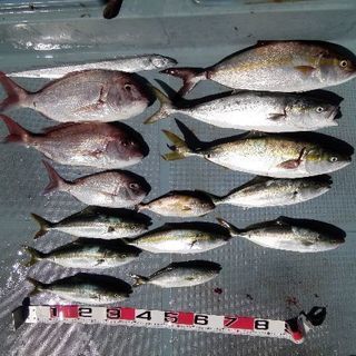 船釣り仲間募集(5人乗り和船21ft、料金無料w)