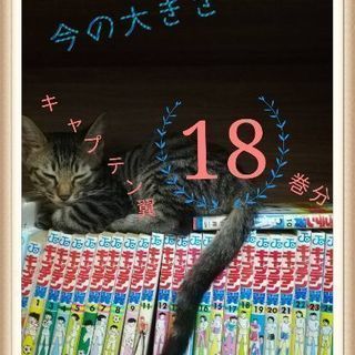 子猫(3か月)の里親募集