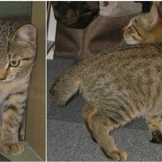 水戸市赤塚近辺、4～5か月の野良仔猫2匹☆彡