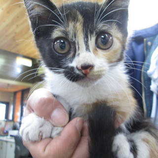 子猫（ミケの女の子）3