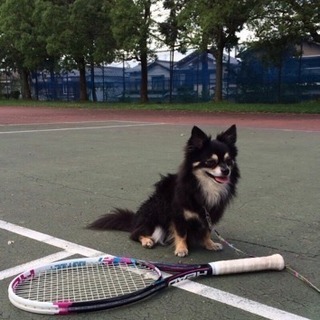 硬式テニス🎾