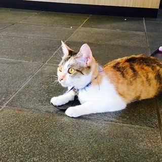 １歳ぐらいの、メス猫の里親探しています❣️