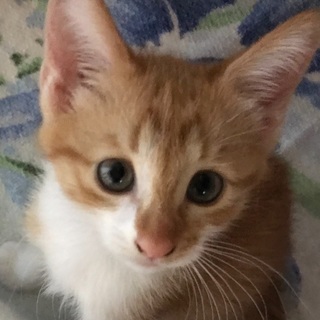 茶白の可愛い子猫💕可愛がって下さる方に‼︎