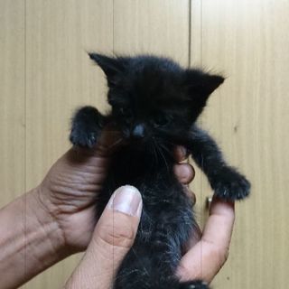 毛長の黒猫（1ヶ月） - 松阪市