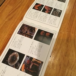 THE GREAT AMAZONの画像