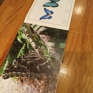 THE GREAT AMAZONの画像