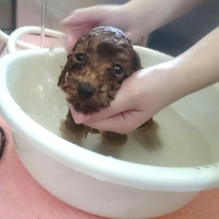 トリマーライセンス・ドッグトレーナーライセンスを取りませんか？秋の生徒募集（１０月生）神戸愛犬美容専門学院姫路校・神戸校（垂水）の画像