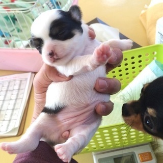 トリマーライセンス・ドッグトレーナーライセンスを取りませんか？秋の生徒募集（１０月生）神戸愛犬美容専門学院姫路校・神戸校（垂水）の画像