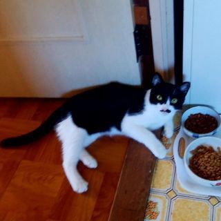 タキシードキャットの子猫