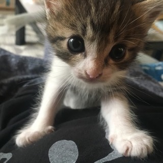 生まれて1ヶ月経ってない子猫です