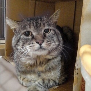 里親さん決定！ライオン顔のおっとりおじさん