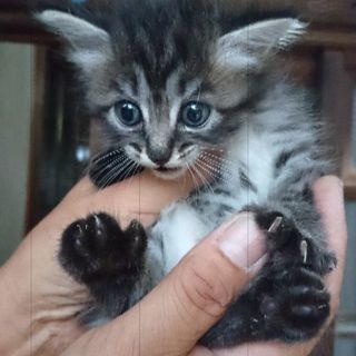 毛長の黒猫（1ヶ月） - 猫