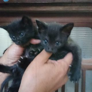 毛長の黒猫（1ヶ月） − 三重県