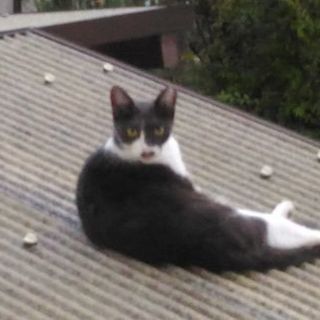 猫の里親募集