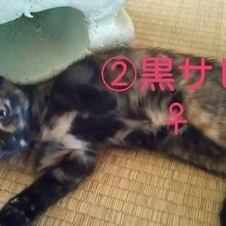生後4ヶ月の子猫です