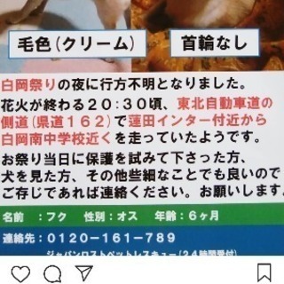 迷子犬チワワ探しています。