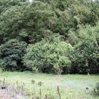 津和野の民家・土地を売ります ～のんびり田舎暮らしはじめませんか～ - 鹿足郡