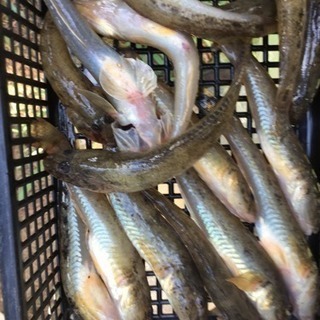 9月16日 木更津にハゼ釣りに行く人募集中です。 - 北区