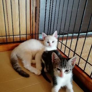生後３ヶ月可愛い🐈子猫✨