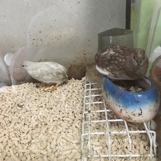 ヒメウズラ ペア