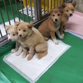 里親決定！有難うございました！保健所に持ち込まれた子犬兄弟！僕達...