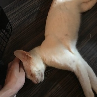 人懐っこい男の子（およそ1歳）です！ - 猫