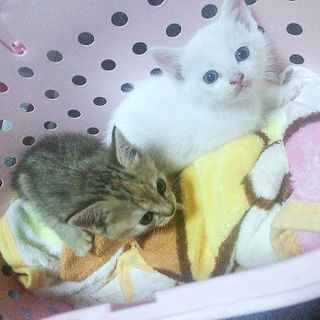 手放すのが凄く惜しい美しい子猫ちゃん達です。
