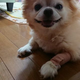 オス8歳です