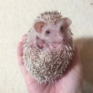 お家が決まりました。たくさんのご応募ありがとうございました。