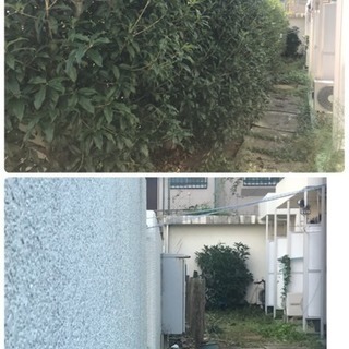 アパート マンションの敷地内植樹帯管理手入れ店（所沢市 狭山市志...