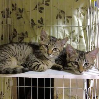 キジトラ子猫二匹雄、雌可愛い盛り人懐こいです。