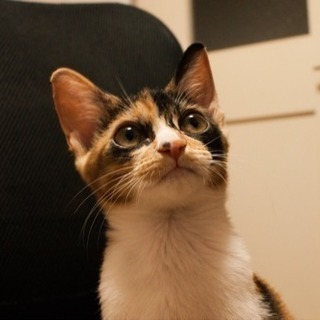 2.3ヶ月のミケ猫