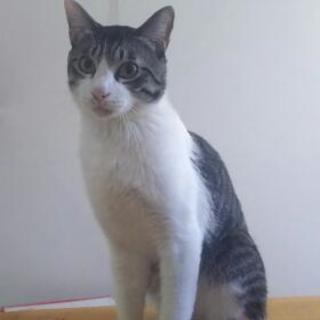 【急募】里親募集・成猫１歳②