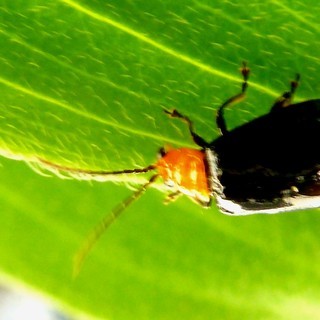カメラ好きな方、自然が大好きな方、撮影及び散策に行きませんか？