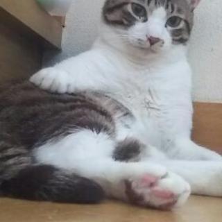 【急募】里親募集・成猫１歳①