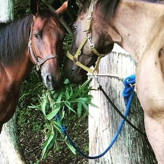 気軽に乗馬してみませんか。 − 東京都