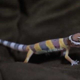 ヒョウモントカゲモドキ レオパ