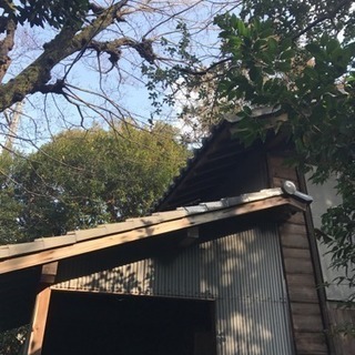 大木の伐採