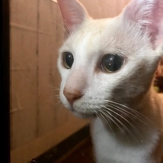 人懐っこい男の子（およそ1歳）です！