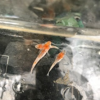 三色メダカ 錦メダカ 上物選別の稚魚10匹