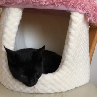 人なつこいのらちゃんです