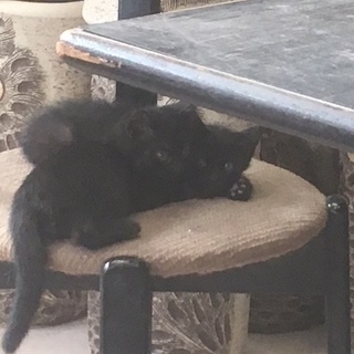 かわいい子猫の里親さんになってください