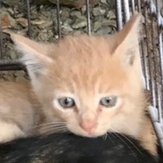 子猫、茶とら1.5ヶ月ぐらい。オス