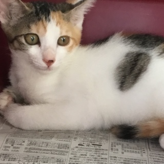 子猫の里親募集
