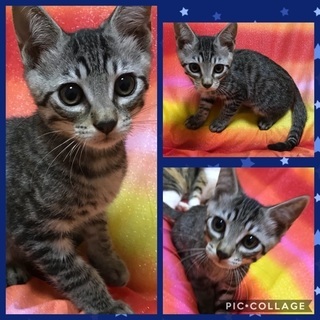 ⭐️仔トラ猫ちゃん3兄弟⭐️