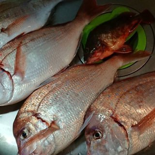 一緒に釣り行ける方募集してます！