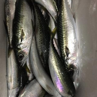一緒に釣り行ける方募集してます！ - 北区