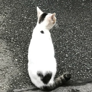 お尻にハート柄、白、黒のオス猫ちゃん。5ヵ月ぐらいです。