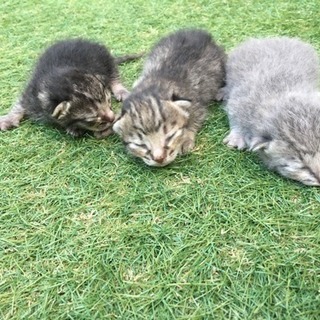 子猫の里親募集