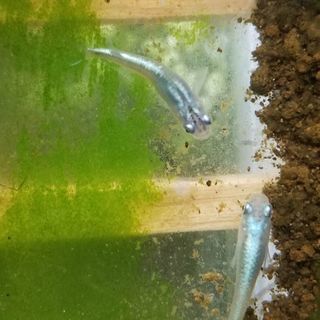 根強い人気❗ミユキメダカ 有精卵 20個+α